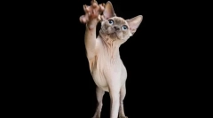 Jak wean cat sutble wallpaper?